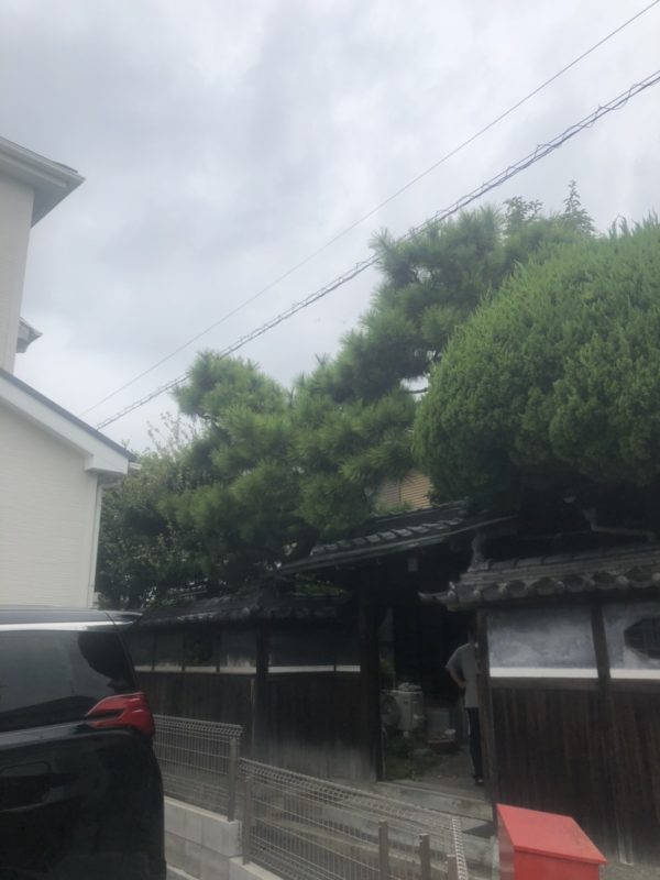 高砂市で剪定させて頂きました