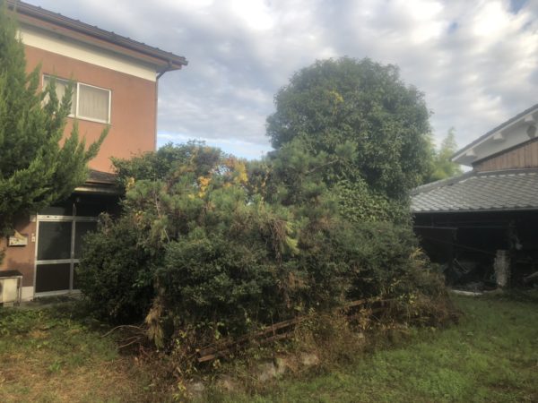 草津市で剪定させて頂きました