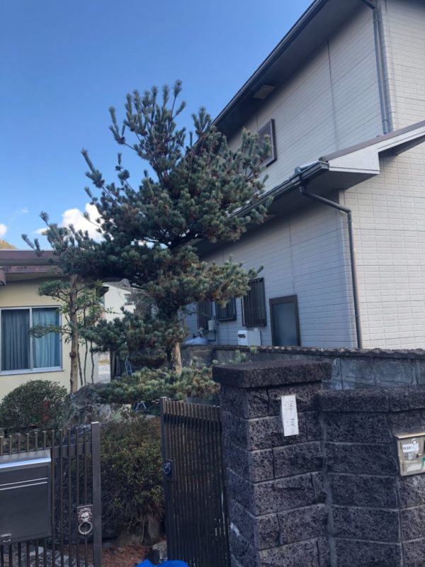 赤穂郡上郡町で剪定させて頂きました