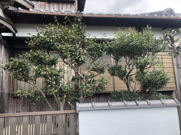 赤穂市で剪定させて頂きました