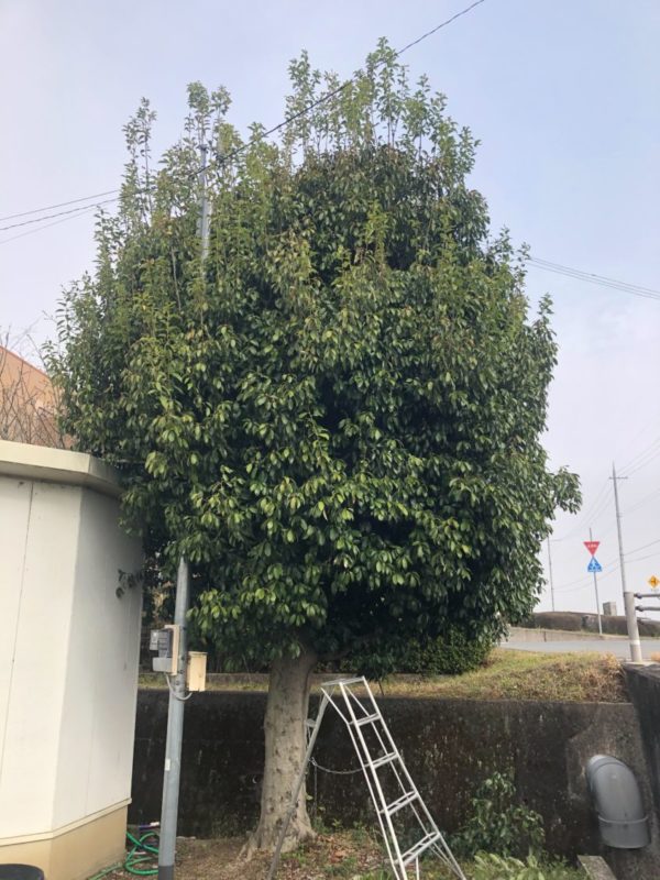 上郡町で剪定させていただきました
