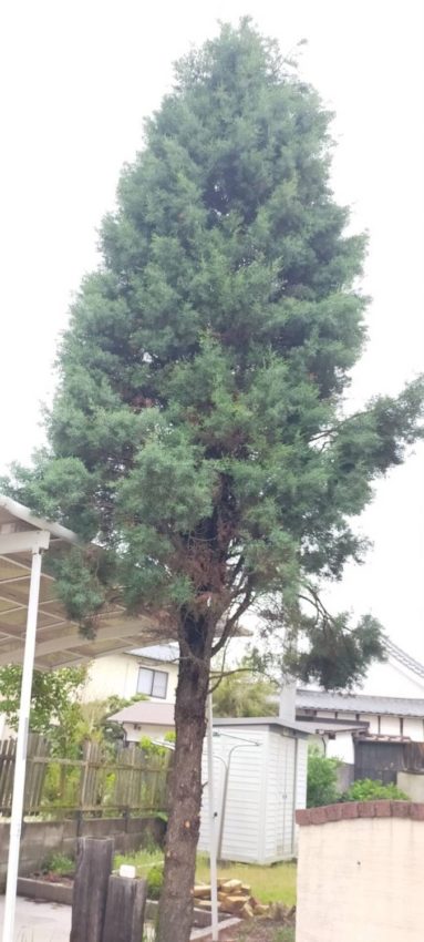 備前市で伐採作業行いました